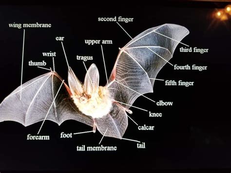 parts of a bat diagram 